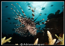 lionfish used to be one of my favorite subjects, then I k... by Adriano Trapani 